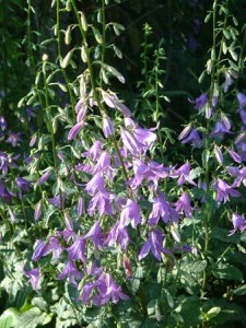bluebells