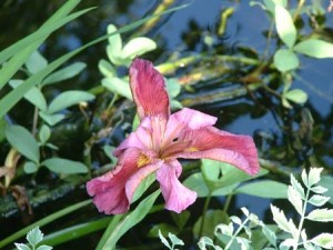 wateriris