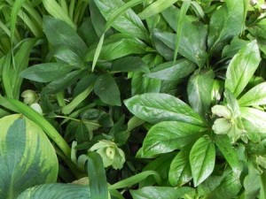 lateMayHellebores