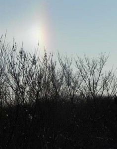 Sundog