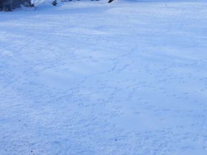 birdtracks