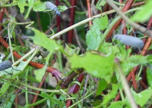 blisterbeetles