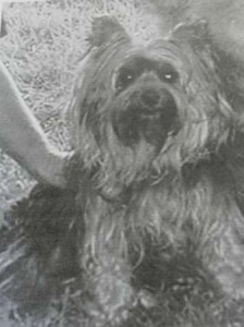 YorkieBW