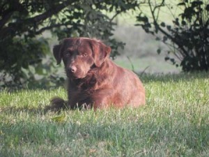 BrownDogSept