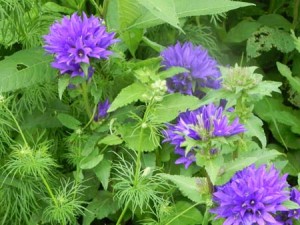 2015Flowers